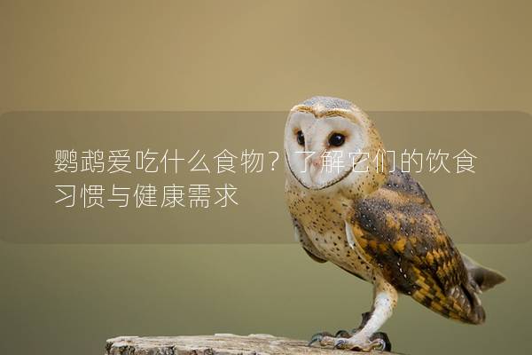 鹦鹉爱吃什么食物？了解它们的饮食习惯与健康需求