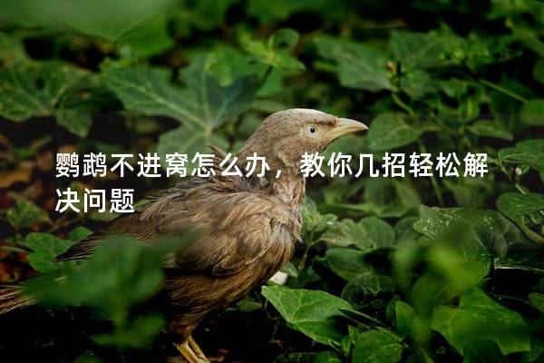 鹦鹉不进窝怎么办，教你几招轻松解决问题