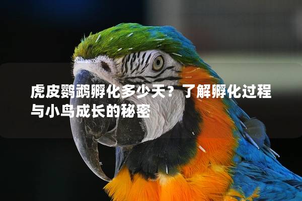虎皮鹦鹉孵化多少天？了解孵化过程与小鸟成长的秘密