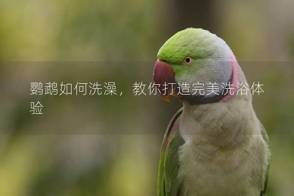 鹦鹉如何洗澡，教你打造完美洗浴体验