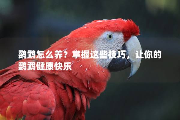 鹦鹉怎么养？掌握这些技巧，让你的鹦鹉健康快乐