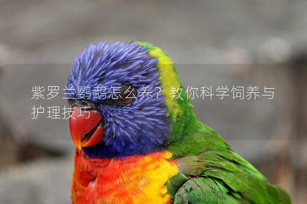紫罗兰鹦鹉怎么养？教你科学饲养与护理技巧