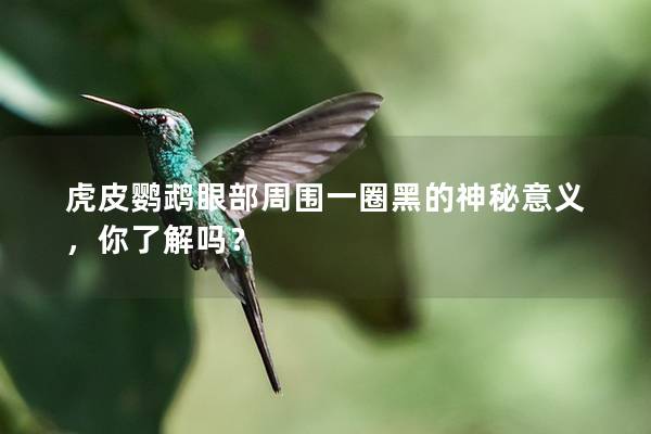 虎皮鹦鹉眼部周围一圈黑的神秘意义，你了解吗？