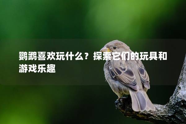 鹦鹉喜欢玩什么？探索它们的玩具和游戏乐趣