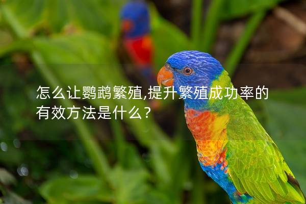怎么让鹦鹉繁殖,提升繁殖成功率的有效方法是什么？