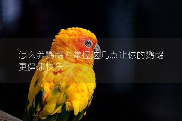 怎么养鹦鹉？掌握这几点让你的鹦鹉更健康快乐