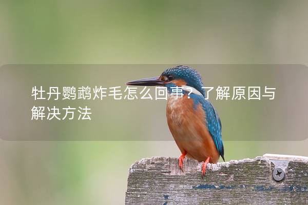 牡丹鹦鹉炸毛怎么回事？了解原因与解决方法