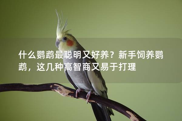 什么鹦鹉最聪明又好养？新手饲养鹦鹉，这几种高智商又易于打理