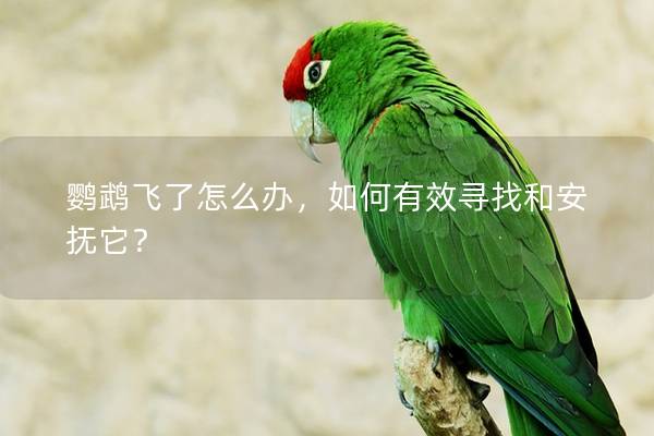 鹦鹉飞了怎么办，如何有效寻找和安抚它？