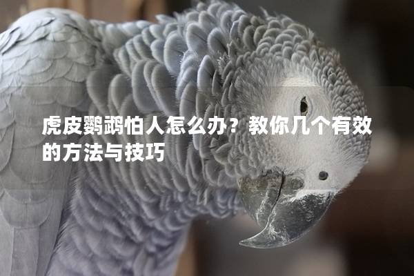 虎皮鹦鹉怕人怎么办？教你几个有效的方法与技巧