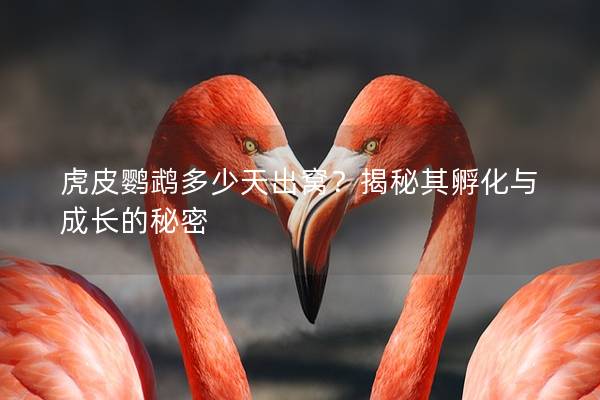 虎皮鹦鹉多少天出窝？揭秘其孵化与成长的秘密