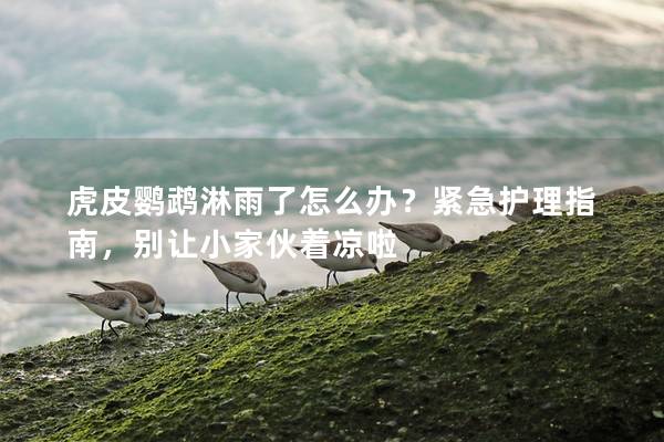 虎皮鹦鹉淋雨了怎么办？紧急护理指南，别让小家伙着凉啦