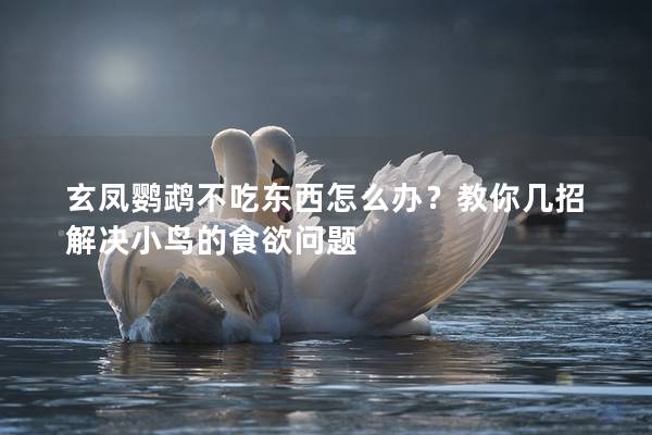 玄凤鹦鹉不吃东西怎么办？教你几招解决小鸟的食欲问题