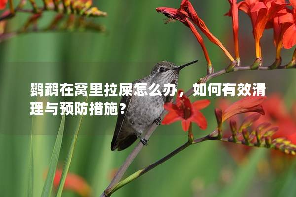 鹦鹉在窝里拉屎怎么办，如何有效清理与预防措施？