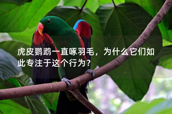 虎皮鹦鹉一直啄羽毛，为什么它们如此专注于这个行为？
