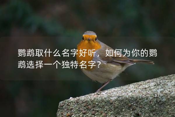 鹦鹉取什么名字好听，如何为你的鹦鹉选择一个独特名字？