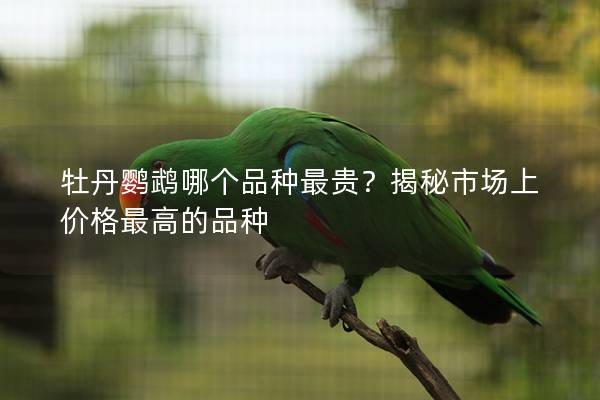 牡丹鹦鹉哪个品种最贵？揭秘市场上价格最高的品种