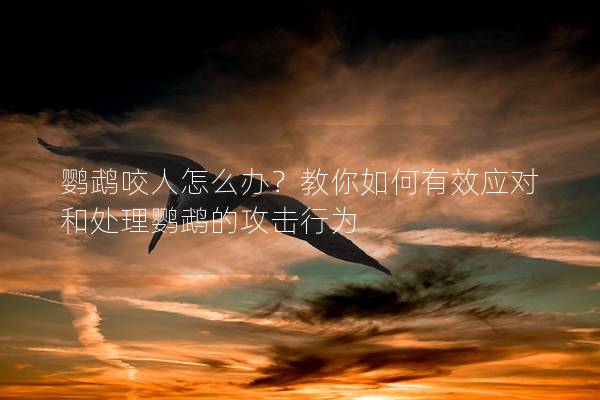 鹦鹉咬人怎么办？教你如何有效应对和处理鹦鹉的攻击行为