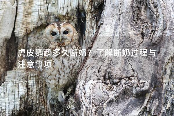 虎皮鹦鹉多久断奶？了解断奶过程与注意事项