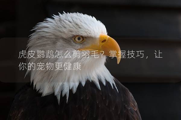 虎皮鹦鹉怎么剪羽毛？掌握技巧，让你的宠物更健康