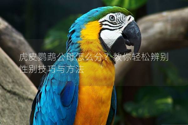 虎皮鹦鹉公母怎么分？教你轻松辨别性别技巧与方法