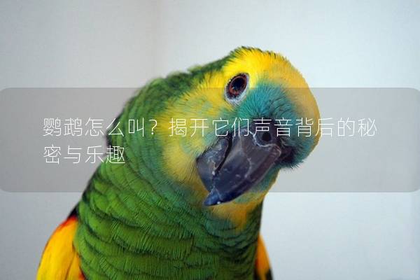 鹦鹉怎么叫？揭开它们声音背后的秘密与乐趣
