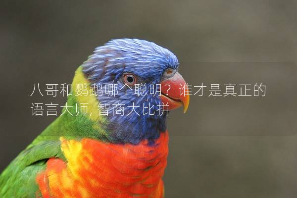 八哥和鹦鹉哪个聪明？谁才是真正的语言大师, 智商大比拼