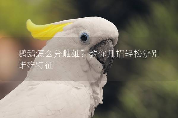 鹦鹉怎么分雌雄？教你几招轻松辨别雌雄特征