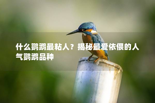 什么鹦鹉最粘人？揭秘最爱依偎的人气鹦鹉品种