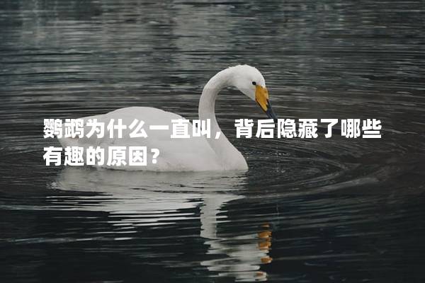 鹦鹉为什么一直叫，背后隐藏了哪些有趣的原因？