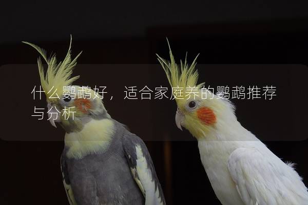 什么鹦鹉好，适合家庭养的鹦鹉推荐与分析