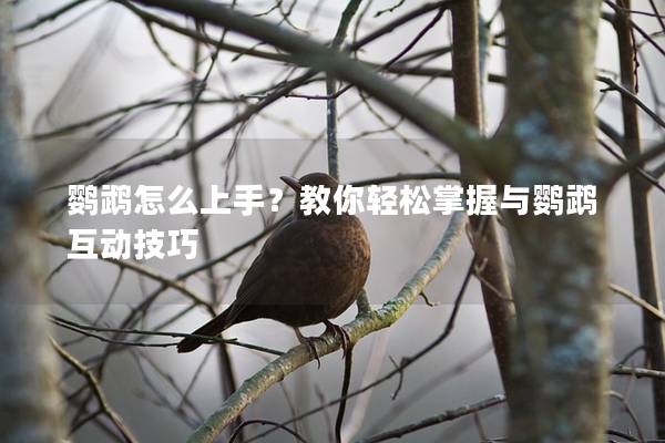 鹦鹉怎么上手？教你轻松掌握与鹦鹉互动技巧