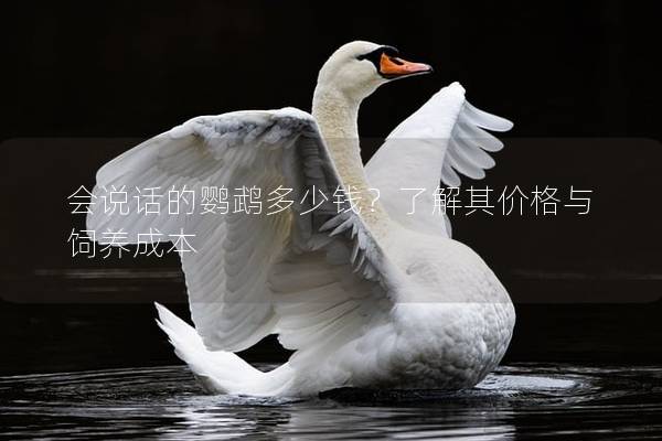 会说话的鹦鹉多少钱？了解其价格与饲养成本