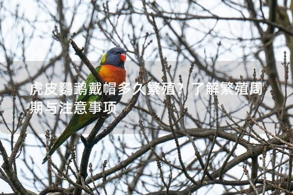 虎皮鹦鹉戴帽多久繁殖？了解繁殖周期与注意事项