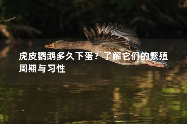虎皮鹦鹉多久下蛋？了解它们的繁殖周期与习性