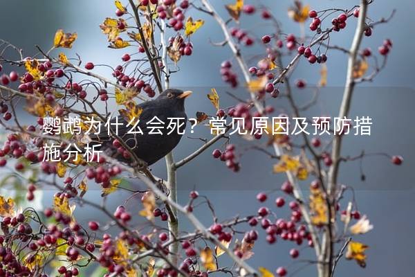 鹦鹉为什么会死？常见原因及预防措施分析