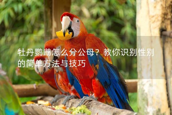 牡丹鹦鹉怎么分公母？教你识别性别的简单方法与技巧