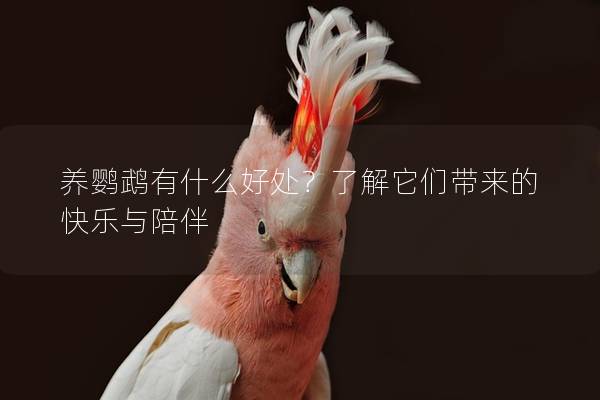 养鹦鹉有什么好处？了解它们带来的快乐与陪伴