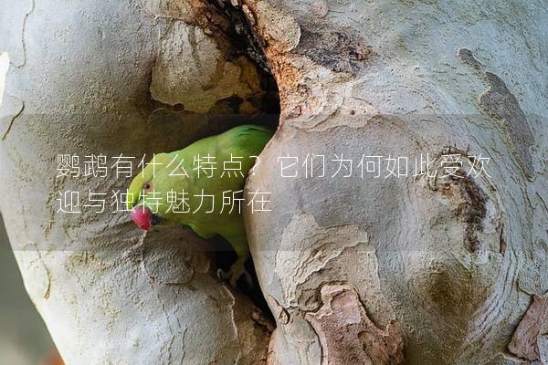 鹦鹉有什么特点？它们为何如此受欢迎与独特魅力所在