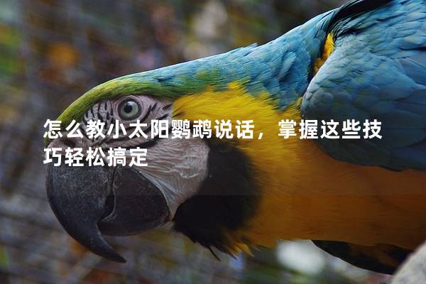 怎么教小太阳鹦鹉说话，掌握这些技巧轻松搞定