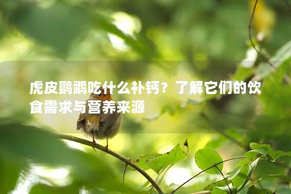 虎皮鹦鹉吃什么补钙？了解它们的饮食需求与营养来源