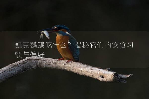 凯克鹦鹉吃什么？揭秘它们的饮食习惯与偏好