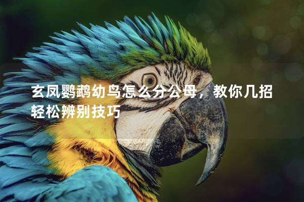 玄凤鹦鹉幼鸟怎么分公母，教你几招轻松辨别技巧