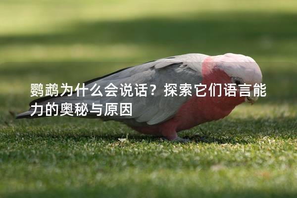 鹦鹉为什么会说话？探索它们语言能力的奥秘与原因