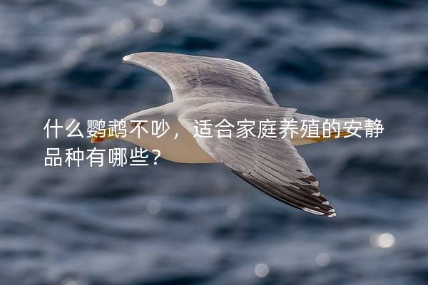 什么鹦鹉不吵，适合家庭养殖的安静品种有哪些？