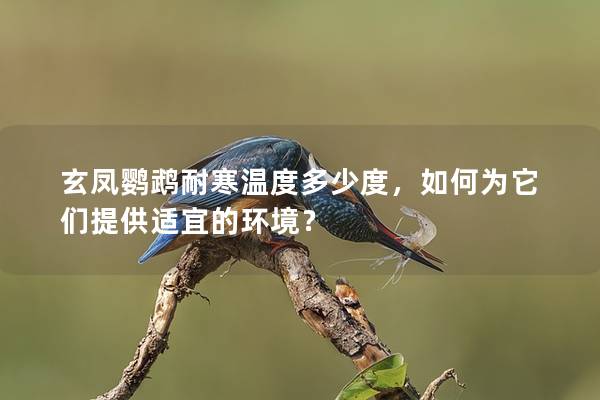 玄凤鹦鹉耐寒温度多少度，如何为它们提供适宜的环境？