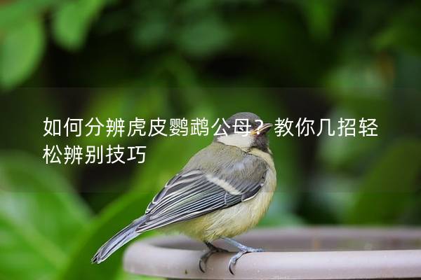 如何分辨虎皮鹦鹉公母？教你几招轻松辨别技巧