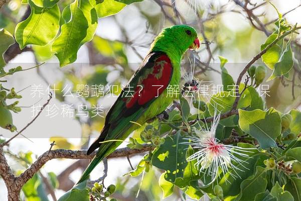 养什么鹦鹉犯法？了解法律规定，保护珍稀鸟类