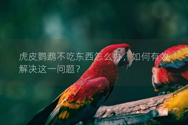 虎皮鹦鹉不吃东西怎么办，如何有效解决这一问题？
