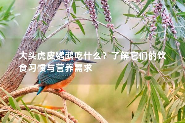 大头虎皮鹦鹉吃什么？了解它们的饮食习惯与营养需求